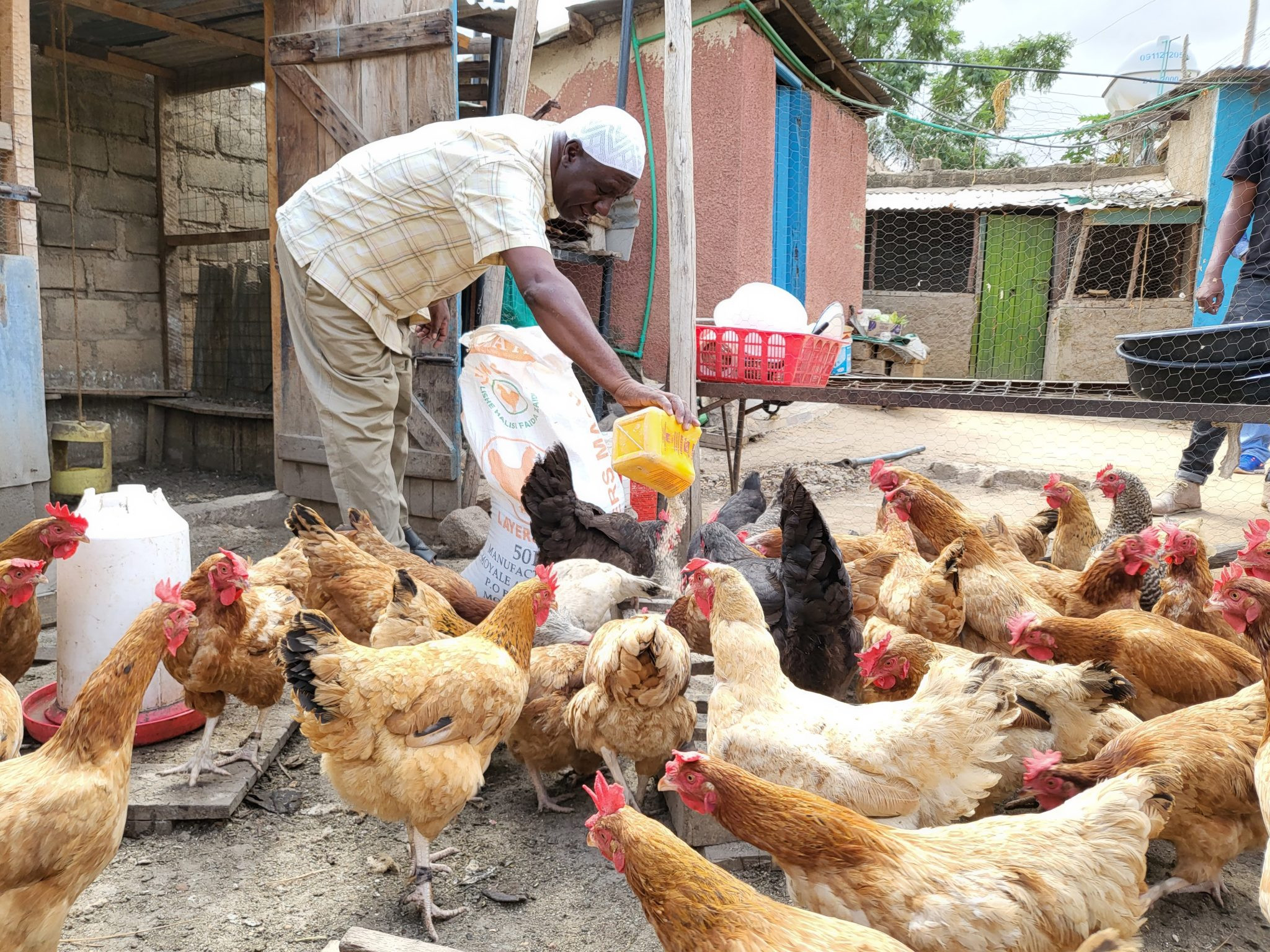 Ali Hirbo, a customer of Abayo’s, feeds his chicken with feed from Moyale Feeds.